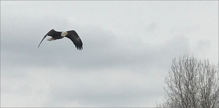 Eagle on Sutton Road, Northfield Township, Washtenaw County, 3-6-2019